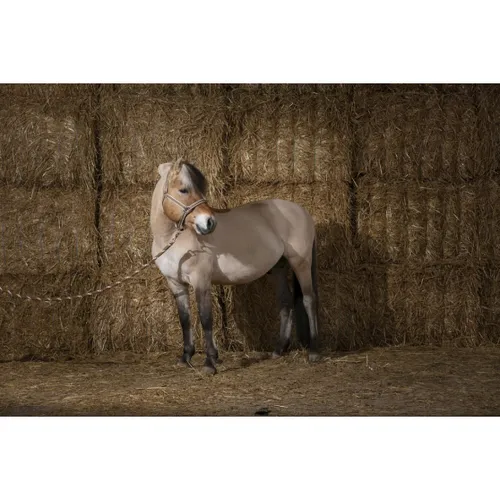 Фото Недоуздок Ligne. Equitheme