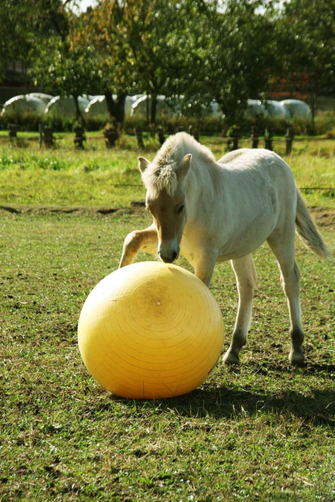 Мяч Maximus Power Play, 75 см. Holland Animal Care 4