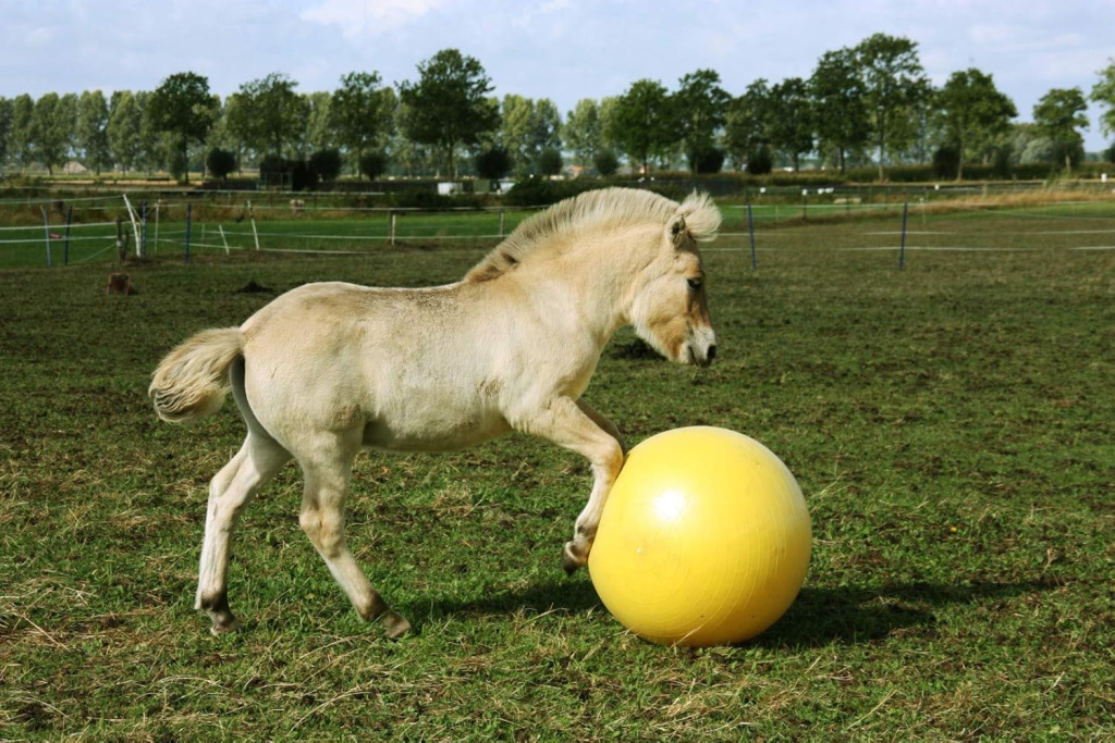 Мяч Maximus Power Play, 75 см. Holland Animal Care 3