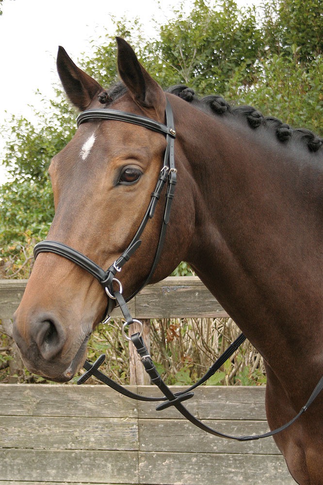 Оголовье Кука. Harry's Horse 2