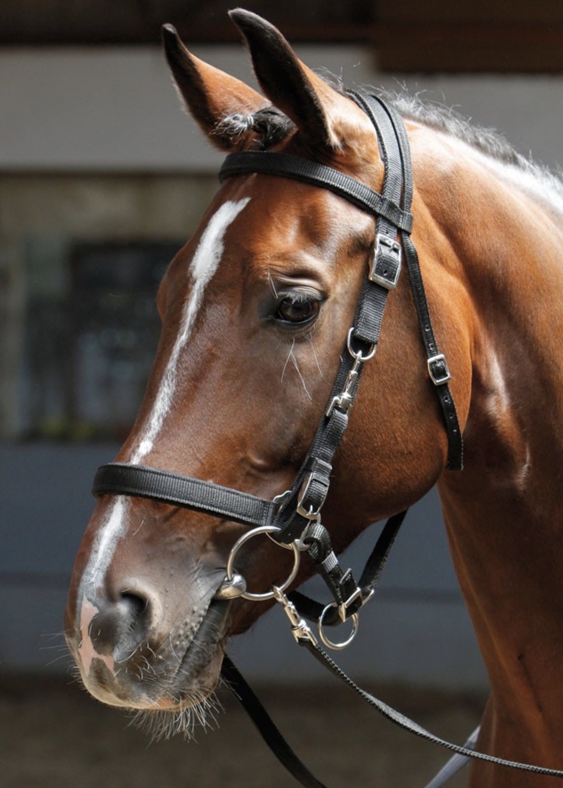 Уздечка прогулочная. Harry's Horse 2