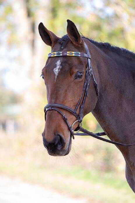 Налобник Polo. Shires 2