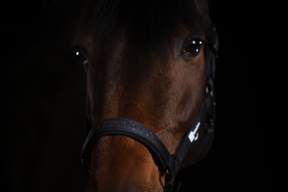 Недоуздок Sparkle Double Pin Black Dynamic 25. Eskadron 2