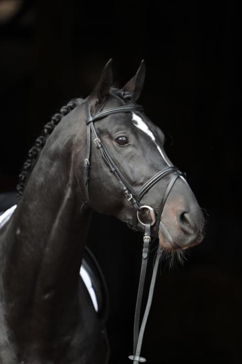 Уздечка трензельная Standard Black. Kerbl