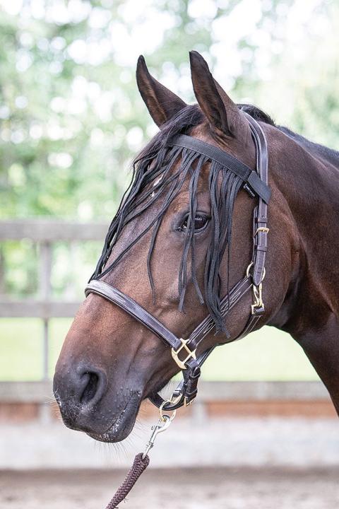 Налобник от мух с бахромой. Harrys Horse