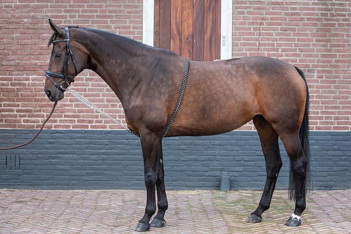 Лонжа мягкая, регулируемая с кольцом. Harry's Horse
